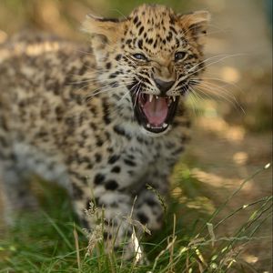 Preview wallpaper leopard, cub, grass, walk, big cat, predator