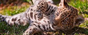 Preview wallpaper leopard, cub, grass, lie