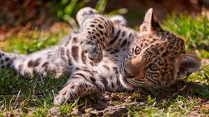 Preview wallpaper leopard, cub, grass, lie