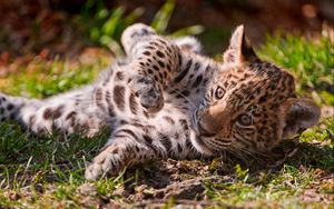 Preview wallpaper leopard, cub, grass, lie