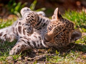 Preview wallpaper leopard, cub, grass, lie