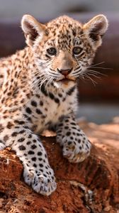 Preview wallpaper leopard, cub, kitten