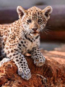 Preview wallpaper leopard, cub, kitten