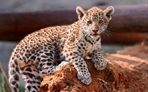 Preview wallpaper leopard, cub, kitten