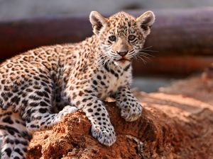 Preview wallpaper leopard, cub, kitten