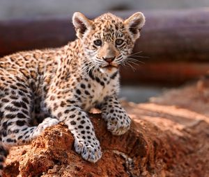 Preview wallpaper leopard, cub, kitten