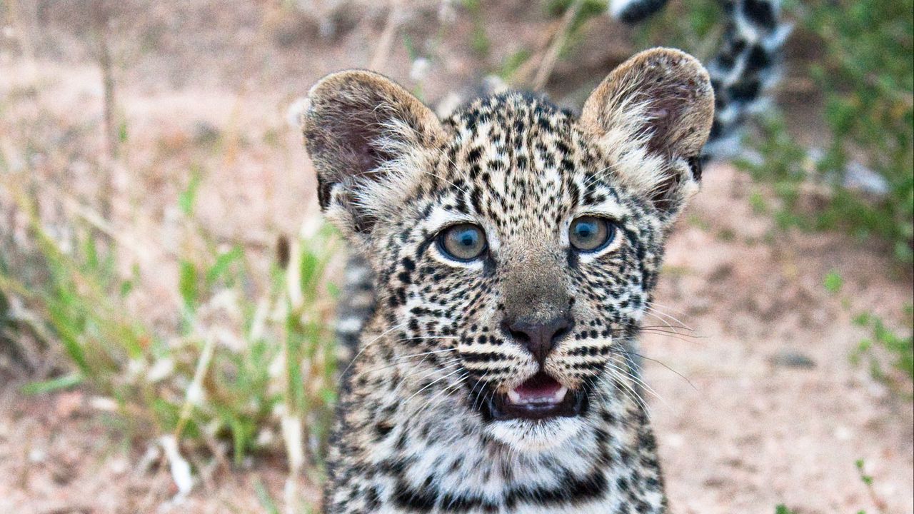 Wallpaper leopard, cub, predator, cute, africa, wildlife