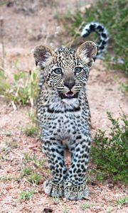 Preview wallpaper leopard, cub, predator, cute, africa, wildlife