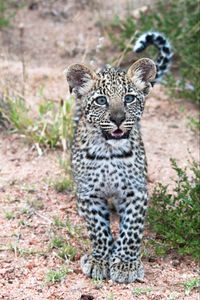 Preview wallpaper leopard, cub, predator, cute, africa, wildlife