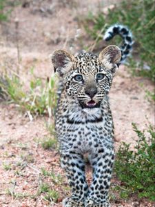 Preview wallpaper leopard, cub, predator, cute, africa, wildlife