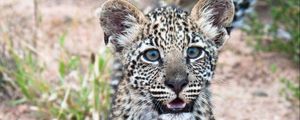 Preview wallpaper leopard, cub, predator, cute, africa, wildlife