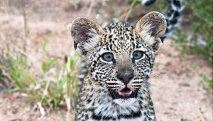 Preview wallpaper leopard, cub, predator, cute, africa, wildlife