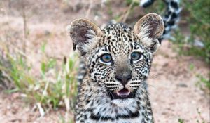 Preview wallpaper leopard, cub, predator, cute, africa, wildlife