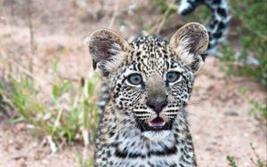 Preview wallpaper leopard, cub, predator, cute, africa, wildlife