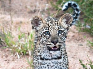 Preview wallpaper leopard, cub, predator, cute, africa, wildlife