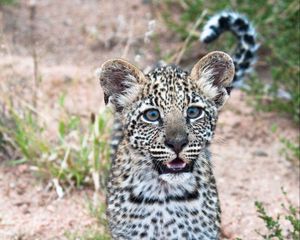 Preview wallpaper leopard, cub, predator, cute, africa, wildlife