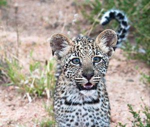 Preview wallpaper leopard, cub, predator, cute, africa, wildlife