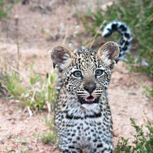 Preview wallpaper leopard, cub, predator, cute, africa, wildlife