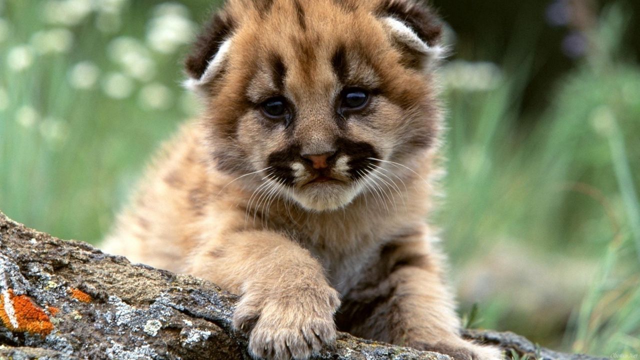 Wallpaper leopard cub, predators, big cat, baby