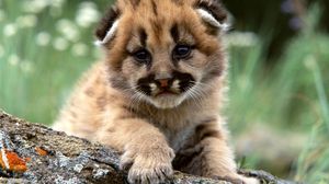 Preview wallpaper leopard cub, predators, big cat, baby