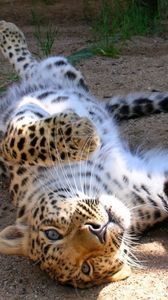 Preview wallpaper leopard, cub, tumbling, playful