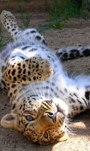 Preview wallpaper leopard, cub, tumbling, playful