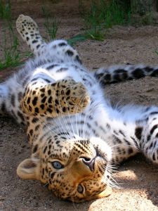 Preview wallpaper leopard, cub, tumbling, playful