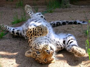 Preview wallpaper leopard, cub, tumbling, playful