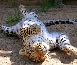 Preview wallpaper leopard, cub, tumbling, playful