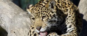 Preview wallpaper leopard, down, baby, lick
