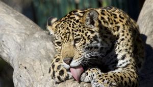 Preview wallpaper leopard, down, baby, lick