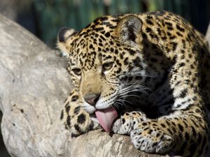 Preview wallpaper leopard, down, baby, lick