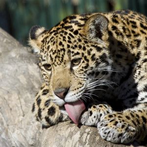 Preview wallpaper leopard, down, baby, lick