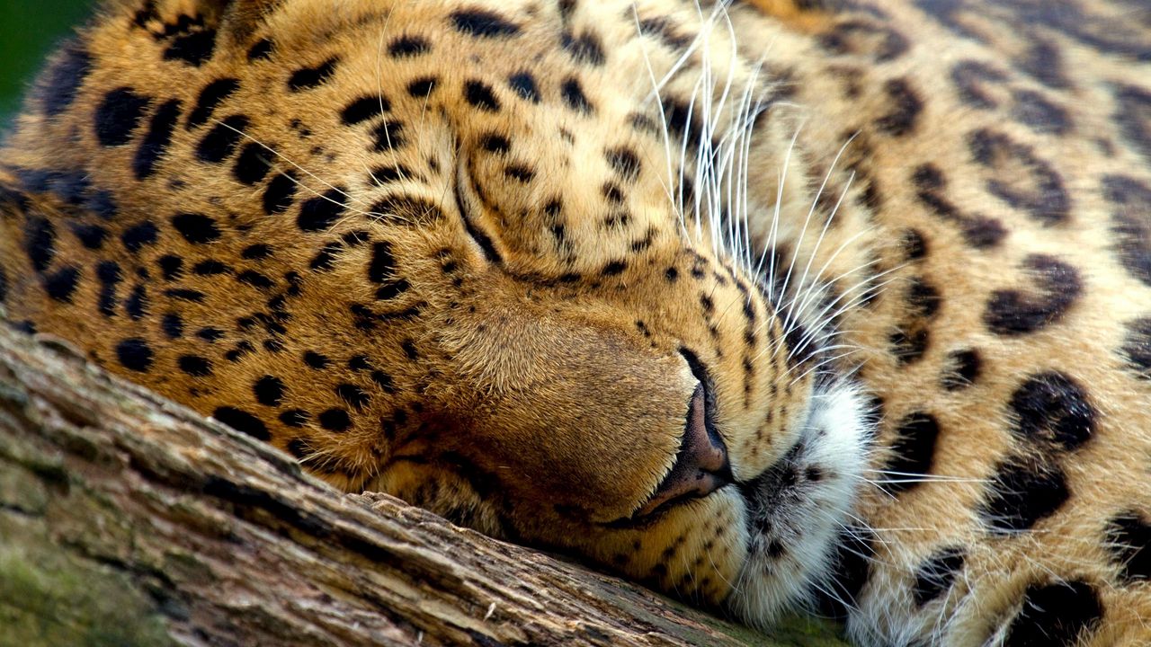 Wallpaper leopard, dream, face, close-up
