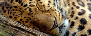 Preview wallpaper leopard, dream, face, close-up