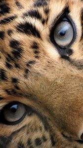 Preview wallpaper leopard, eyes, face, spotted