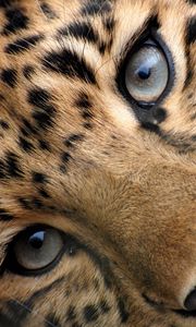 Preview wallpaper leopard, eyes, face, spotted