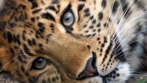 Preview wallpaper leopard, eyes, face, spotted