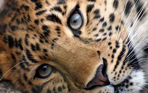 Preview wallpaper leopard, eyes, face, spotted