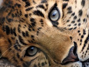 Preview wallpaper leopard, eyes, face, spotted