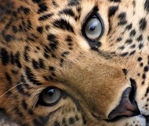 Preview wallpaper leopard, eyes, face, spotted