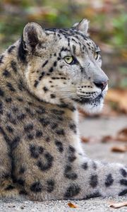 Preview wallpaper leopard, eyes, predator, animal, wildlife