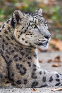 Preview wallpaper leopard, eyes, predator, animal, wildlife