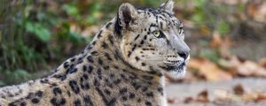 Preview wallpaper leopard, eyes, predator, animal, wildlife