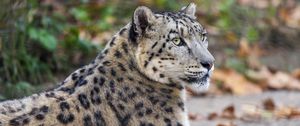 Preview wallpaper leopard, eyes, predator, animal, wildlife