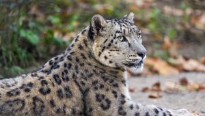 Preview wallpaper leopard, eyes, predator, animal, wildlife