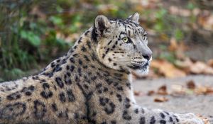 Preview wallpaper leopard, eyes, predator, animal, wildlife