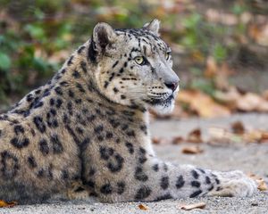 Preview wallpaper leopard, eyes, predator, animal, wildlife
