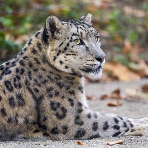 Preview wallpaper leopard, eyes, predator, animal, wildlife