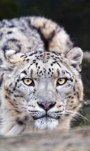 Preview wallpaper leopard, eyes, predator, animal, wildlife, blur